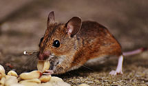 24 Hour & Emergency Exterminators in Marywood, IN